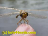 /home//u458753944/public_html/sourcegallery////////////Insects and small critters/dragonflies and damselflies/P1070104.JPG